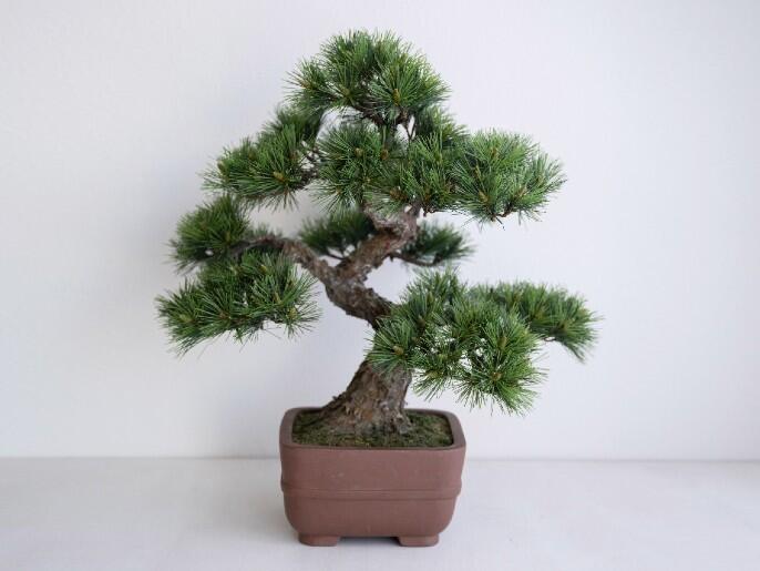 bonsai_2.jpg