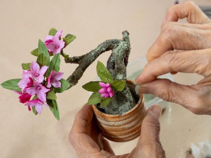 bonsai_3.jpg