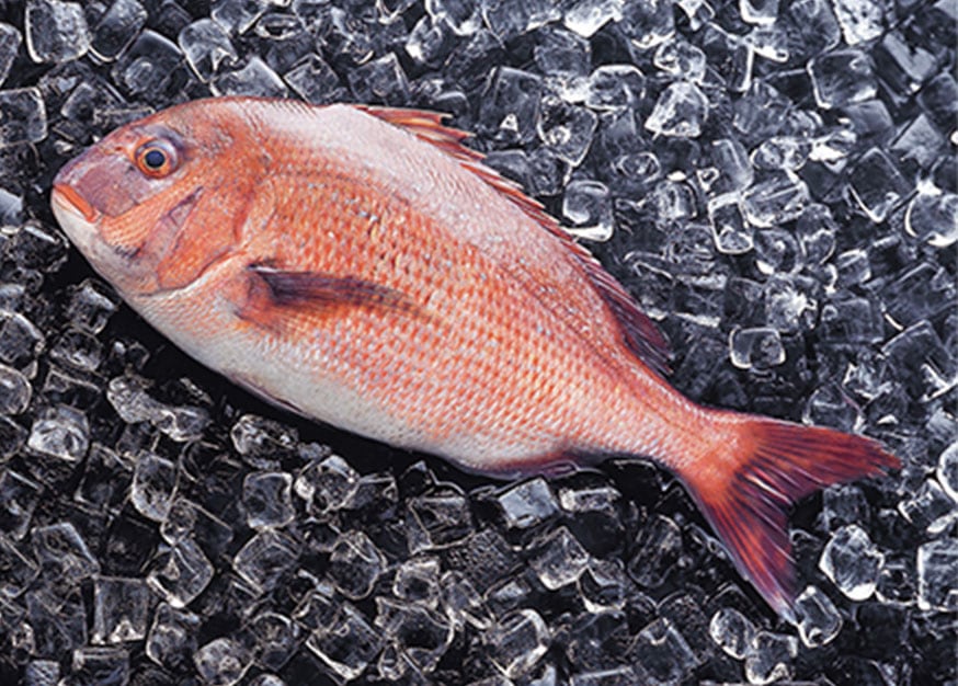 an image about Japanese red snapper